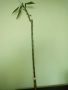Бамбук (80см.) с корени в капсула  , снимка 1 - Стайни растения - 45436239
