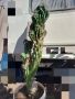 Кактус, снимка 1 - Стайни растения - 38066912