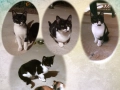Малки котета – различни шарки, снимка 4
