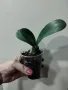 Хемантус, haemanthus albiflos, снимка 3