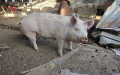 Домашно прасе за клане, снимка 3