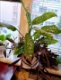 Дифенбахия + Пурпорно сърце, снимка 4