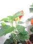 хибискус , снимка 2