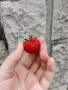 Ягода 🍓 Малина , снимка 4