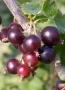 Йоща - хибрид между касис и цариградско грозде , снимка 5