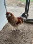 Петел Пшенична Амераукана , снимка 1