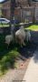 Овца с 2 мъжки агнета , снимка 1 - Овце - 45693456