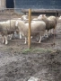 Овце, снимка 8