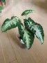 Syngonium Silver Goose , снимка 2