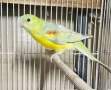 Продавам Пойни Папагали , снимка 11