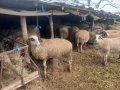 Продавам бременни овце , снимка 5