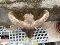 Продавам рога от елен и Коч, снимка 11