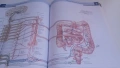 Атлас по анатомия - Atlas of Human Anatomy - Frank H. Netter, MD, 7-мо издание, снимка 11