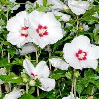 Продавам декоративни храсти Бял и Розов хибискус, снимка 10 - Градински цветя и растения - 45382974