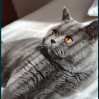 Британски котета, снимка 6 - Британска късокосместа - 45471648
