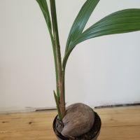 Кокосова палма, снимка 2 - Градински цветя и растения - 46123289
