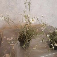 Церастиум , снимка 3 - Градински цветя и растения - 45542181
