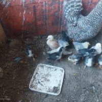 пилета , снимка 9 - Кокошки и пуйки - 45716078