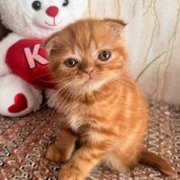 Шотландски клепоухи котета, снимка 6 - Британска късокосместа - 40741695