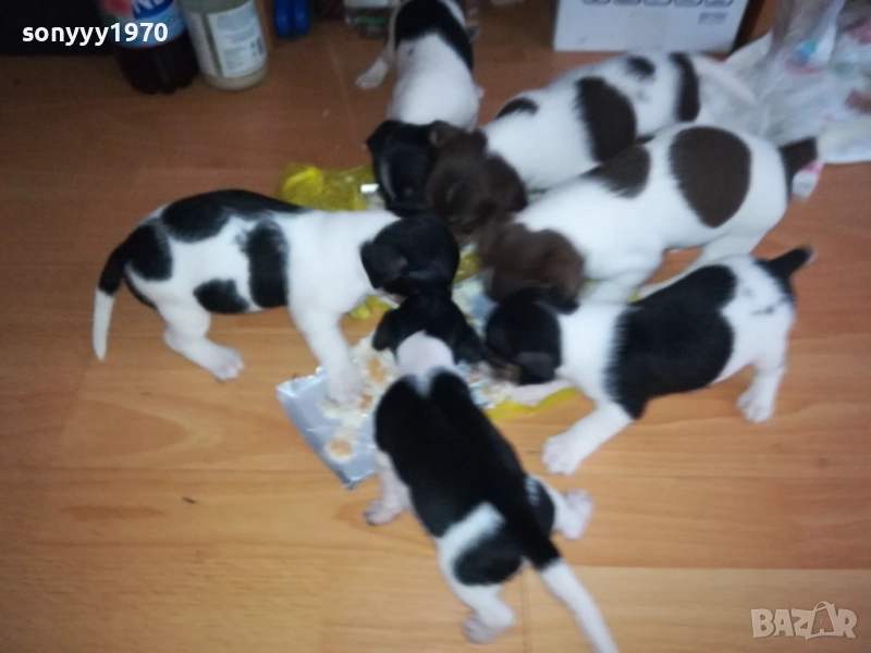 ДЖАК РЪСЕЛ 250ЛВ ЗА КУТРЕ 2509251343, снимка 1