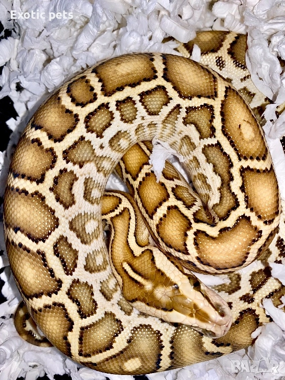 Бирманският питон , Python bivittatus, снимка 1