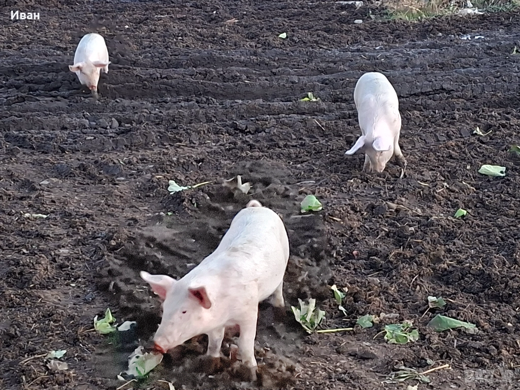 Продавам 3 прасета, снимка 1