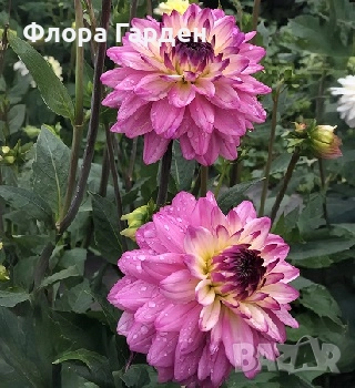 ДАЛИЯ - Глудки/ ПРЕДВАРИТЕЛНИ ПОРЪЧКИ, снимка 1