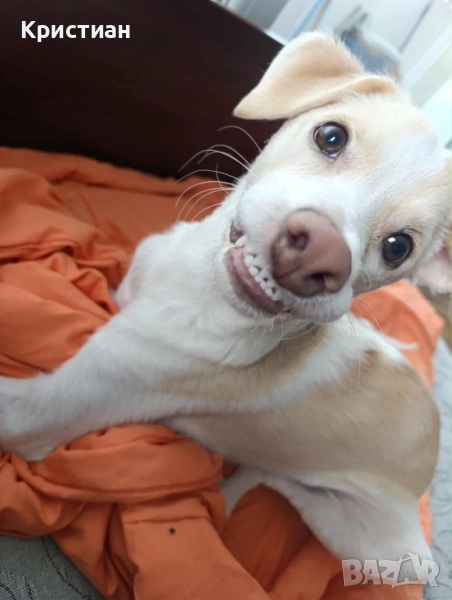 Подарява се куче, снимка 1