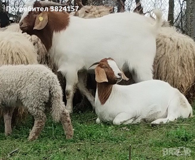 Боер, снимка 1