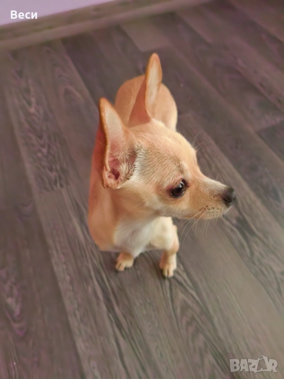Мини чихуахуа , снимка 1