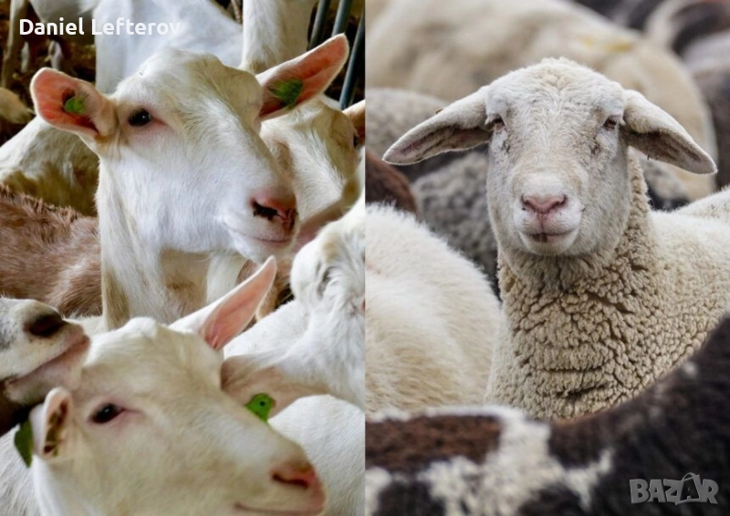 продавам 70 овце и 20 кози, снимка 1