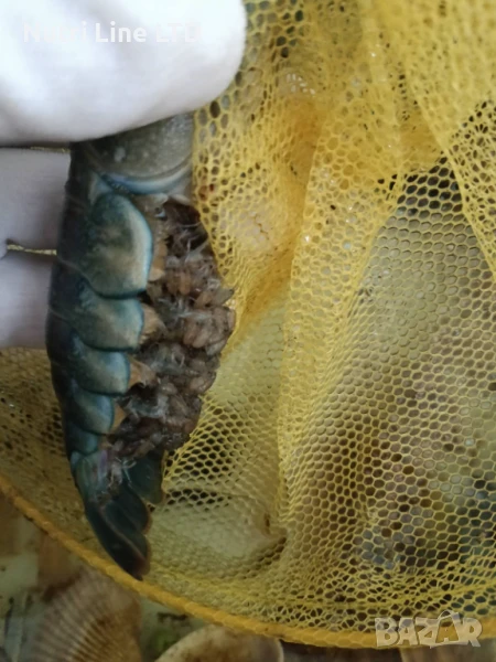 Австралийски син рак , снимка 1