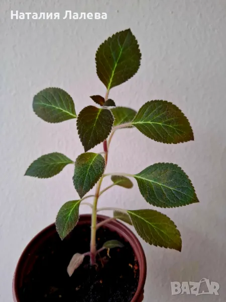 Колерия, kohleria multiflora, снимка 1