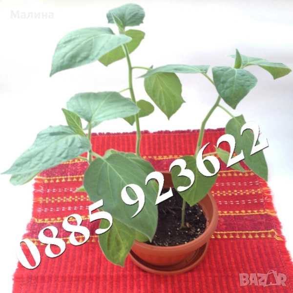 Саксия с Физалис - Биологично и Екологично Отглеждани, снимка 1