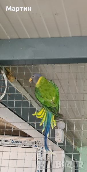  женски сливоглав папагал, снимка 1