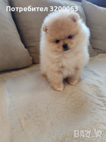 Померан мини померанчета , снимка 7 - Померан - 53726000