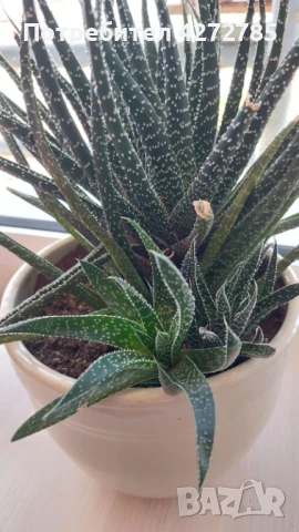 Алое голямо