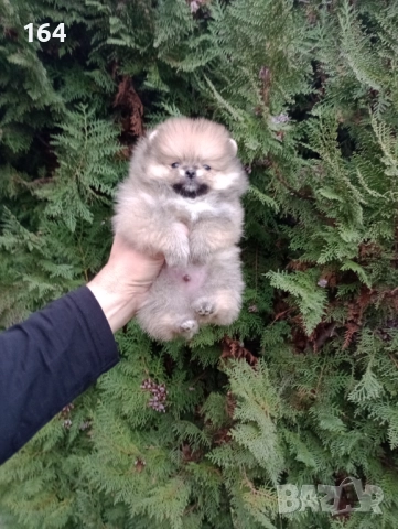Померани. Реални снимки!, снимка 8 - Померан - 52684775