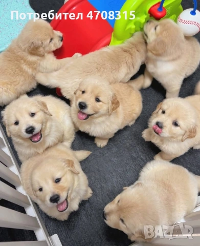 Голдън ретривър момче родословен баща