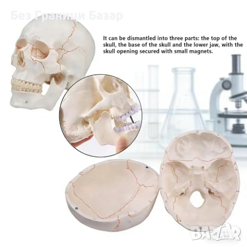 Нов Учебен анатомичен череп експлодиран изглед бял с подвижен мозък, снимка 4 - Образователни игри - 53645832