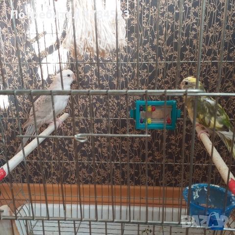 Бебе поен папагал., снимка 3 - Папагали - 52866144