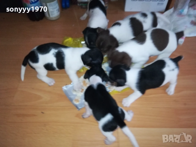 ДЖАК РЪСЕЛ 250ЛВ ЗА КУТРЕ 2509251343