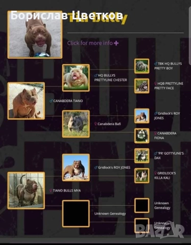 American bully pocket , снимка 5 - Други - 52962629