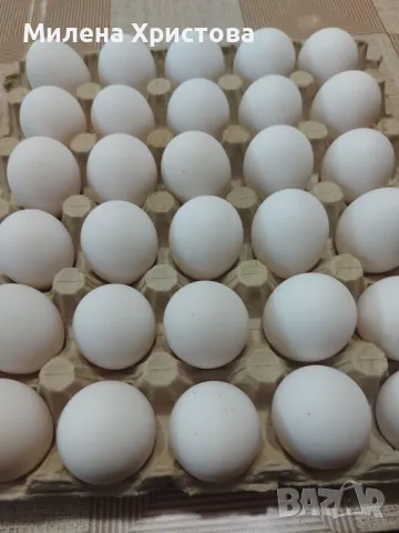 Яйца за люпене от бял Легхорн 0,80 ст., снимка 4 - Кокошки и пуйки - 50229001