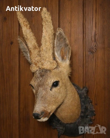 Рядък, красив трофей от сръндак