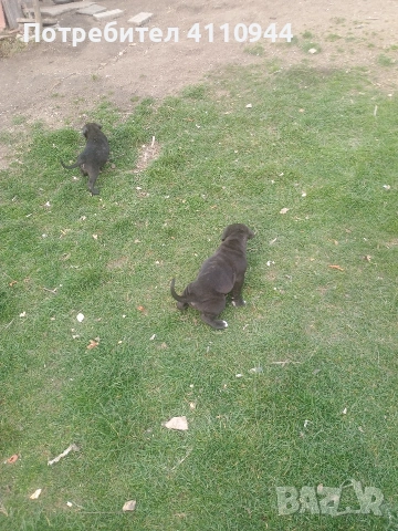 Кане Корсо продавам , снимка 4 - Други - 53699451