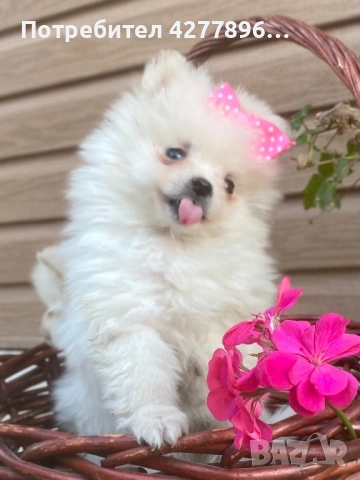 Померанчета , снимка 4 - Померан - 53734053