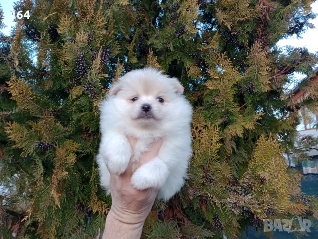 Женски Померан., снимка 4 - Померан - 53485725