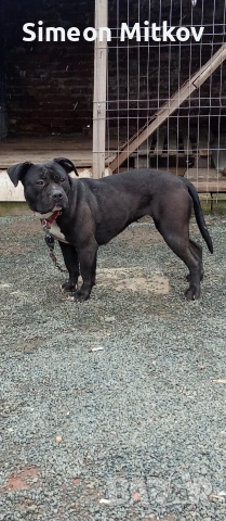 здравейте приятели продавама американско були женско 1год 4месеца тл 0876891693