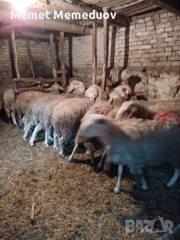 Продавам 25бр Мъжки агнета за клане за Байрама ако някой се интересува дами се обади, снимка 3 - Овце - 54208412